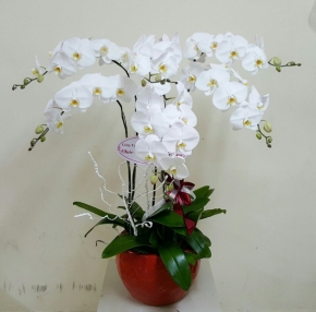 chau ho diep tinh khoi