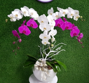 chau ho diep  phu quy