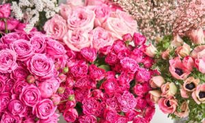 Shop hoa tươi Cô Tô